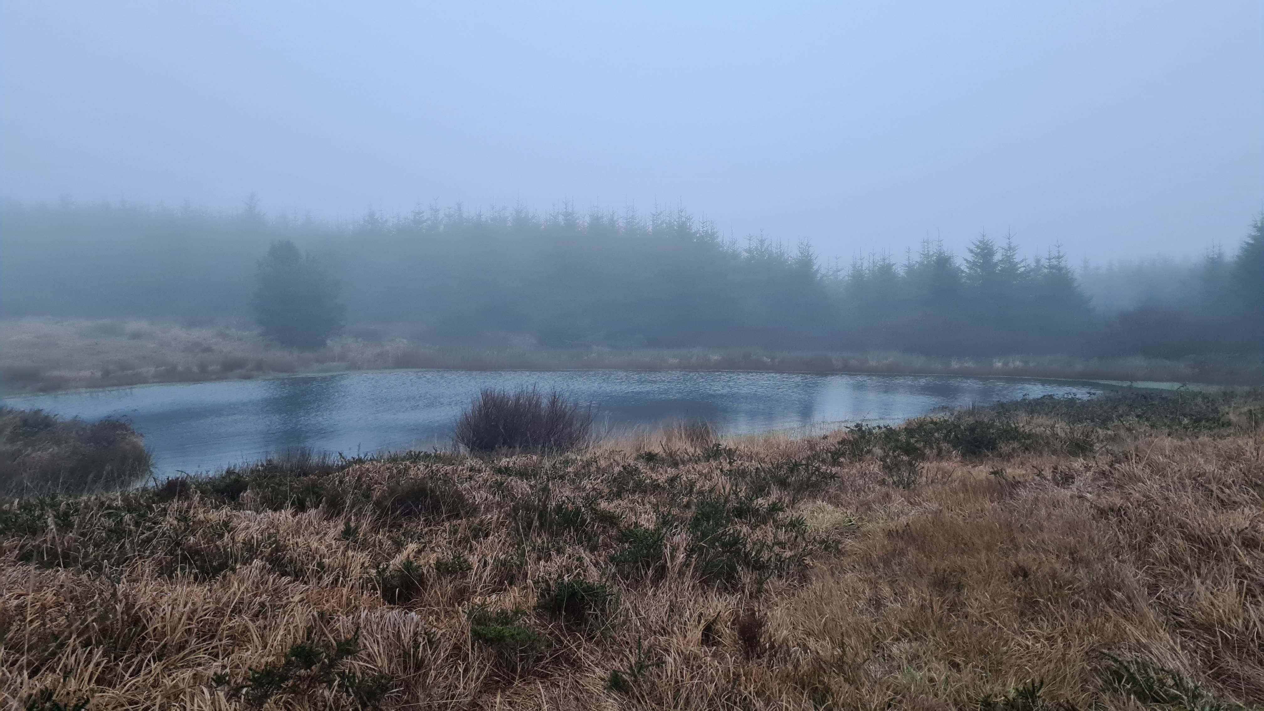 A small lake surrounded by hedgerow and scrub in mist
