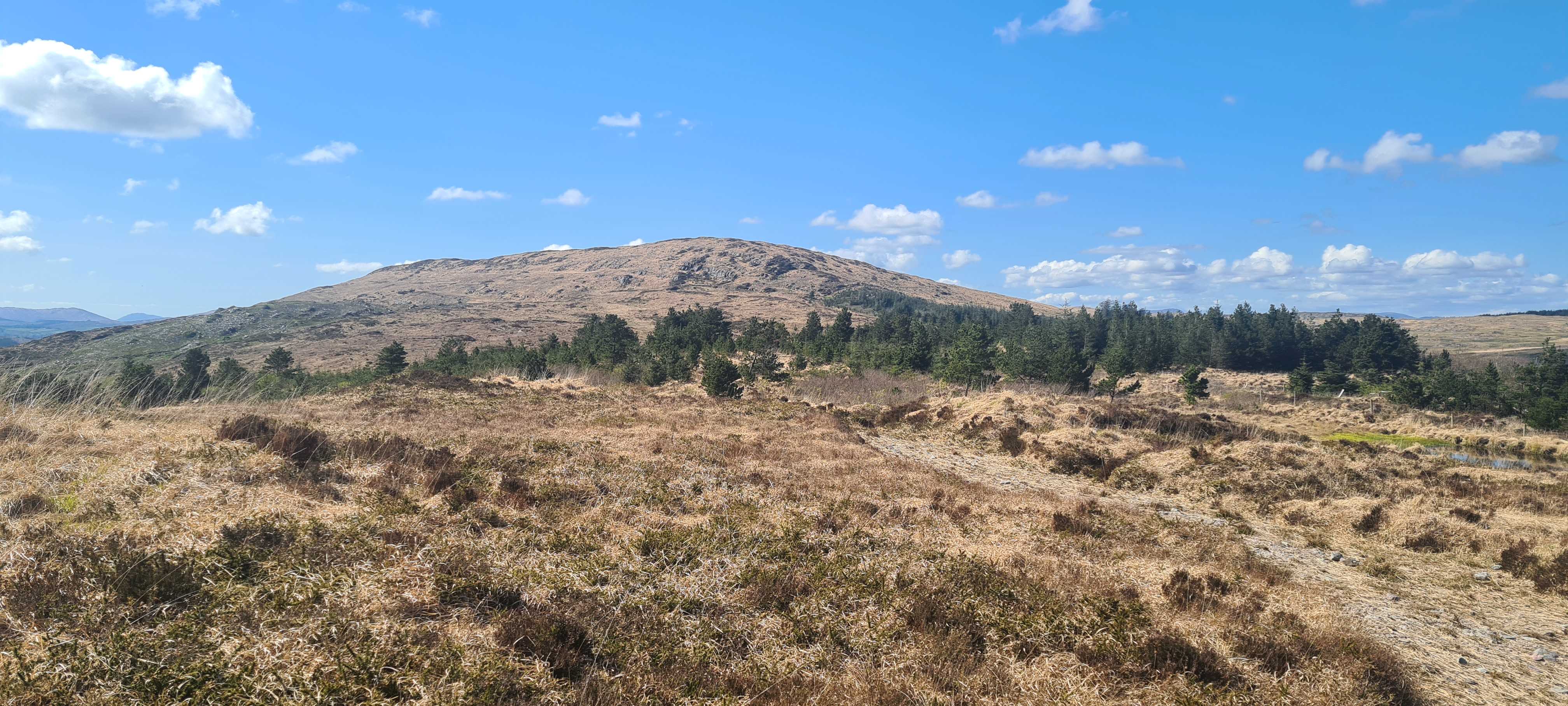 The rounded summit of Mount Kid rising above a pine treeline, with rough moorland grass in the foreground.