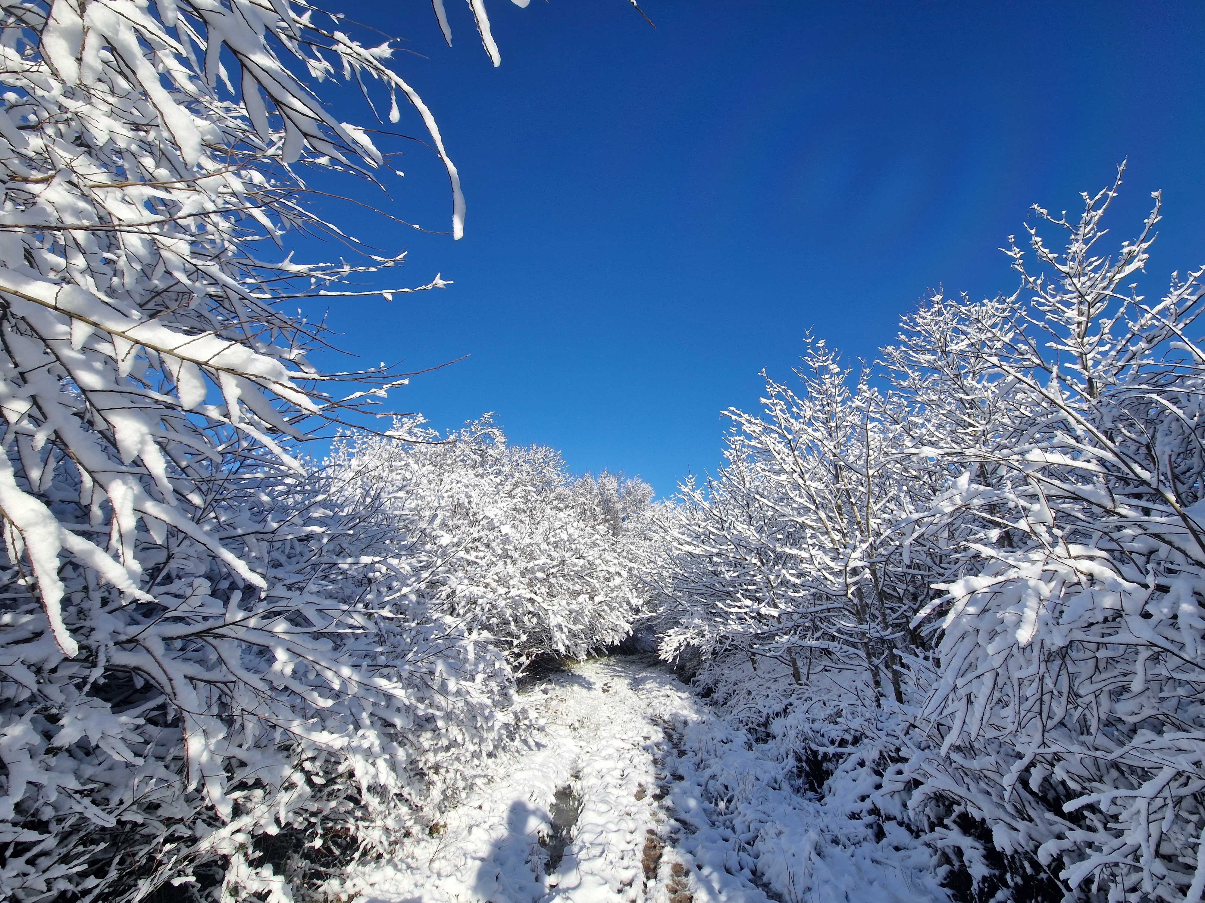 Snow-laden trees arching over a narrow snowy path under a bright blue sky