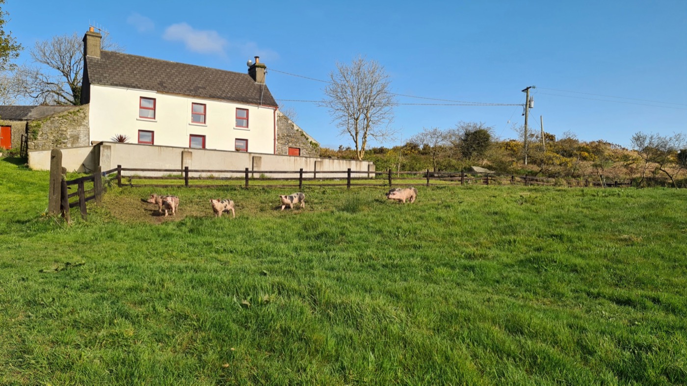 The white farmhouse at Gurrane above a sunny pasture with pigs grazing in front